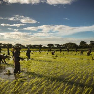 Pioneer Facility invests in Agros to expand solar irrigation access for smallholder farmers