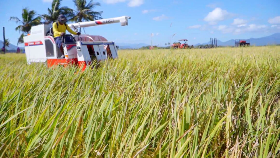 Straw Innovations turns rice straw waste into power