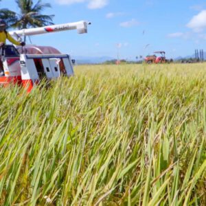 Straw Innovations turns rice straw waste into power