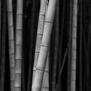 Laura Alsenas appointed Executive Director